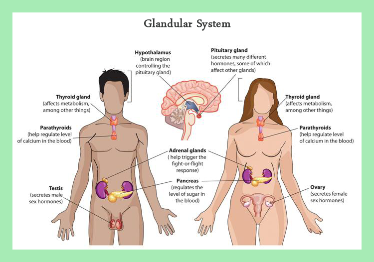 Glandular System